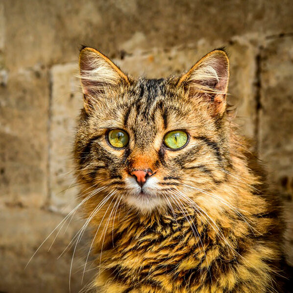 American Bobtail Cat