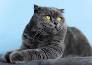 British Shorthair Cat Yellow Eyes