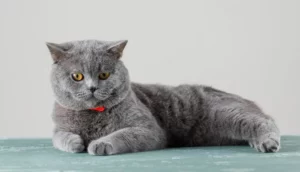 British Shorthair Cat On The Floor