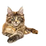 Maine Coon Cat Breed Image