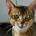 Abyssinian