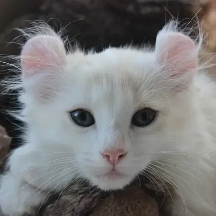 American Curl Black Cat Image