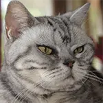 american shorthair breed looking ugly