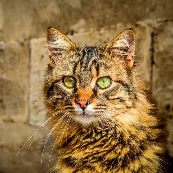 American Bobtail Image on the street