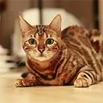 Bengal Popular Cat Breed Luxury