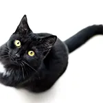 Bombay Cat Pure Black Color