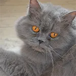 Birtish Longhair Cat Breed