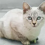 Burmilla Cat Breed