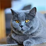 chartreux cat breed image