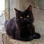 Cymric Cat Breed on Street