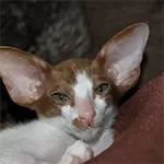 Devon Rex