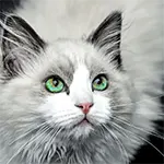 Domestic Long Hair Cat Breed Green Eyes