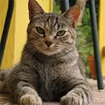 Egyptian Mau Cat Breed Looking Camera