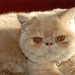 Exotic Shorthair Cat Breed Orange Cat