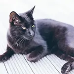 Havana Cat Breed