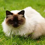 Himalayan Cat is a Rare Cat Breed