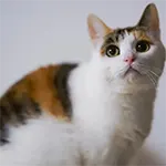 Japanese Bobtail