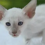 Javanese Mini Cat Breed Dwarf Ears