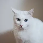 Khao Manee Cat Breed White Cat