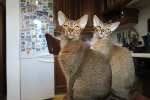 Abyssinian Cats 