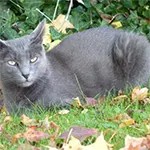 Korat Cat Breed Relax on Forest