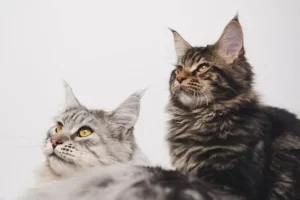 Maine Coon Cats Friends