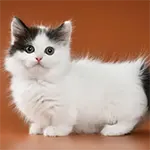 Munchkin Cat Breed Mini Cat