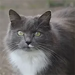 Nebelung Cat Breed Love Hair Pattern