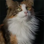 Norwegian Forest Cat Breed With Wind on Hair