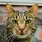 Ocicat Image Looking Camera