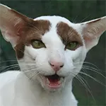 Oriental Shorthair Cat Cow Paint