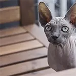 Peterbald