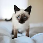 Siamese Cat Breed