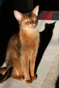 Abyssinian Cat Detail Standing