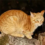 Pixiebob Cat Breed Caught At Night