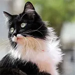 Ragamuffin Rare Cat Breed