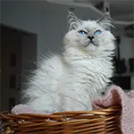 Ragdoll Cat Large Hair