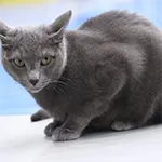 Russian Blue