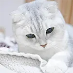 Scottish Fold Cat Breed