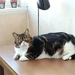 Scottish Stright Cat On a Table