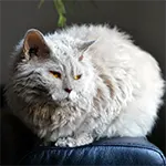 Selkix Rex Rare Cat Breed Image