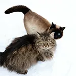 Siberian Cat Breed With Other Cat