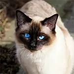 Snowshoe Cat Blue Eyes