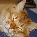 Somali Cat Sleeping