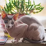 Sphynx Cat BReed