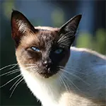 Tonkinese Cat White Black