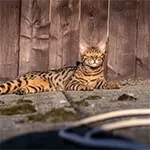 Toyger Cat on Street