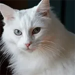 Turkish Angora